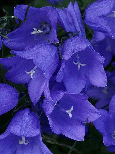 Jun 04, 2021 · design museum in kensington the design museum has margaret calvert: Pin by Maggie on My Purple Haze | Purple bell flowers, Blue bell flowers, Beautiful flowers