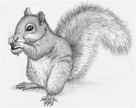 Charming vintage squirrel drawing by bruce horsfall. Squirrel drawing | Animal sketches, Pencil drawings of animals, Animal drawings
