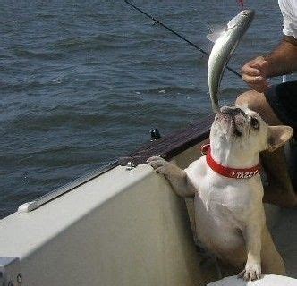 Ever hear a french bulldog cannot swim??? Can French Bulldogs Swim? - French Bulldogs in Water ...