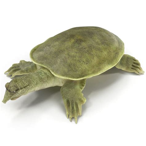 Maybe you would like to learn more about one of these? max chinese softshell turtle rigged
