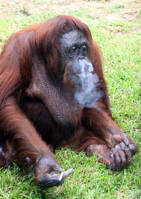 No more cigarettes for smoking Malaysian orangutan ...