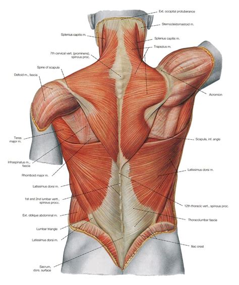 The extrinsic back muscles, which lie most superficially on the back. Female Torso Musculature Labelled Back Muscles Anatomy ...