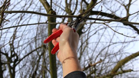 Wann der beste zeitpunkt ist, den obstbaum zu schneiden, hängt von verschiedenen faktoren ab. 35 Best Pictures Wann Apfelbaum Schneiden : Apfelbaum ...