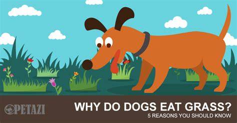 If your dog only does this once, it probably isn't an issue. Why do dogs eat grass? Should you let the dog eat grass or stop it?