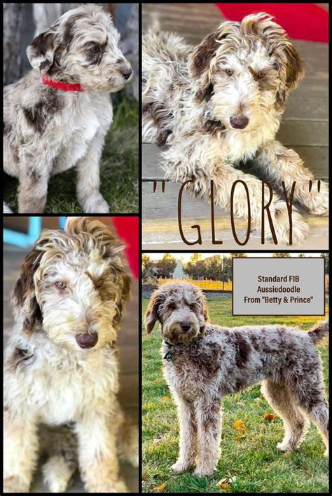 Vetted oregon puppy breeders & companies. Available Merle Australian Labradoodle and Mini ...
