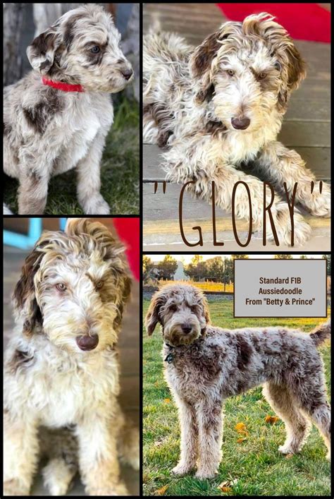 All articles and posts are aimed at giving users a better understanding of their dogs. Available Merle Australian Labradoodle and Mini ...