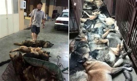 In pet cats, euthanasia is performed by an anaesthetic overdose injected into the vein of a foreleg. Horrific photos show dead dogs PILED up after being ...