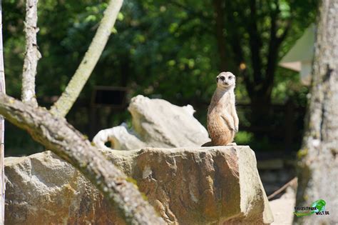 He is an actor, known for the omen (1976), the omen (2006) and gauguin the savage (1980). Tierpark Hamm - Highlights & Tipps zum Besuch im Zoo ...