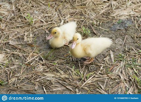 In diesem video lernen sie wortschatz zum thema in der wohnung. Kleine Stellung Der Ente Zwei Auf Lehm Gelbe Babyente So ...