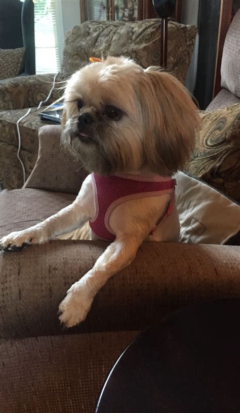 We did not find results for: Shih tzu by Kimberly (Tina) Fikes on Bella~God so love my ...