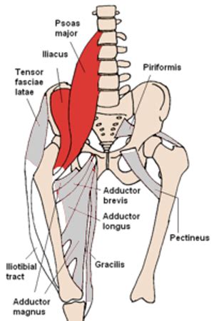 They are usually given the common name iliopsoas. PassTheMRCS