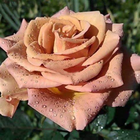 Диета пьер дюкан официальный сайт Марракеш (Marrakech) укрытие роз. роза леонардо. высокие розы купить Марракеш (Marrakech) укрытие роз. роза леонардо. высокие розы купить Диета пьер дюкан официальный сайт