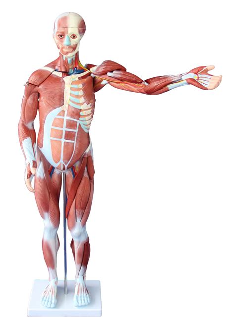 The skeletal muscle fibers are crossed with a regular pattern of fine red and white lines, giving the. 80CM HUMAN MUSCLE MODEL MALE (27 PARTS)