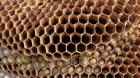 European hornets built a nest inside a bedroom wall. European Hornets MASSIVE nest Infestation In House Wasp Hornets ASMR - YouTube