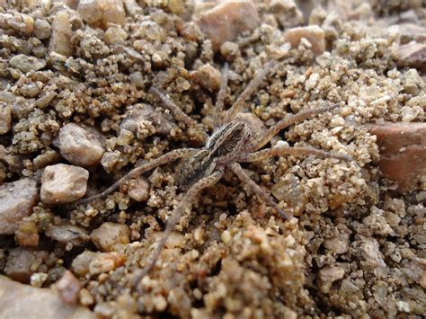 Select from premium aranha de jardim of the highest quality. Natureza Piancó: Aranha de jardim