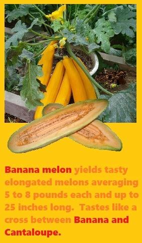 Planting melons in your garden. Banana Melon: How to Grow Banana Melons from Seeds ...