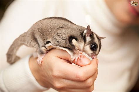 Here you can find the detailed answer to what do sugar gliders need in their cage. How to Create a Lovely Environment for Sugar Gliders ...