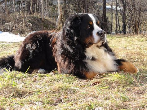 Find bernese mountain dog in canada | visit kijiji classifieds to buy, sell, or trade almost anything! Bernese Mountain Dog Club of the Rockies | Bernese ...