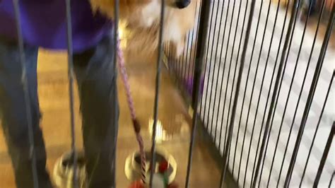 Since we began, we have facilitated the rescue or provided funding for more in 2013, we facilitated the rescue of six beagles from an amish puppy mill in southern illinois. Scared Puppy Mill Rescue Pomeranian Begins to Trust & Feel ...