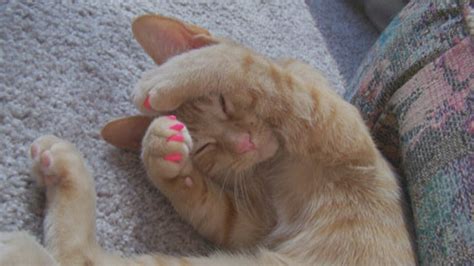It is usually easier to change an adopted cat's name if she is young. Alternatives to declawing: how about a feline manicure ...