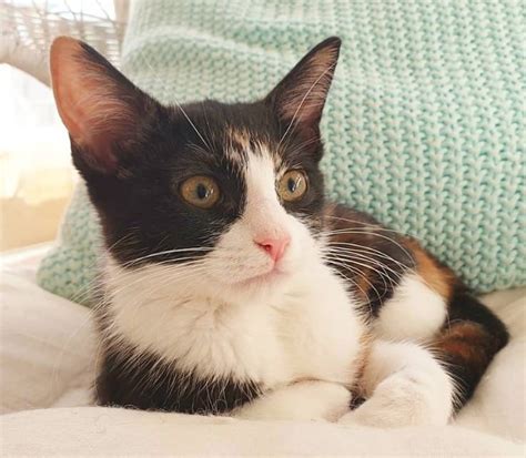 Well, with a gorgeous coat made up of white, orange and black, calico cats are stunning creatures, and their distinctive characteristics provide great inspiration for cool names. 60 Unusual Calico Cat Names | Calico cat names, Cat names ...