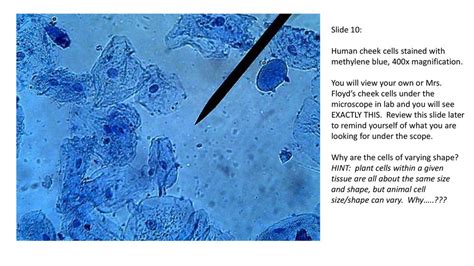 We offer a wide range of high quality human and animal cell and media systems. Microscope 400x Cheek Cells Under A Microscope - Micropedia