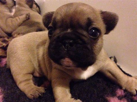 Buy and adopt french bulldog puppies for sale. French Bulldog Puppies For Sale In Chelmsford - Great Baddow
