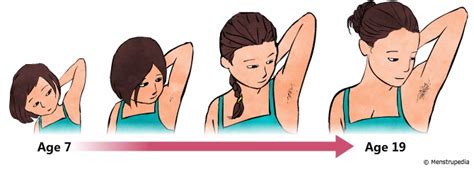 Hair growth happens in a cycle. Physical changes that occur during puberty in girls