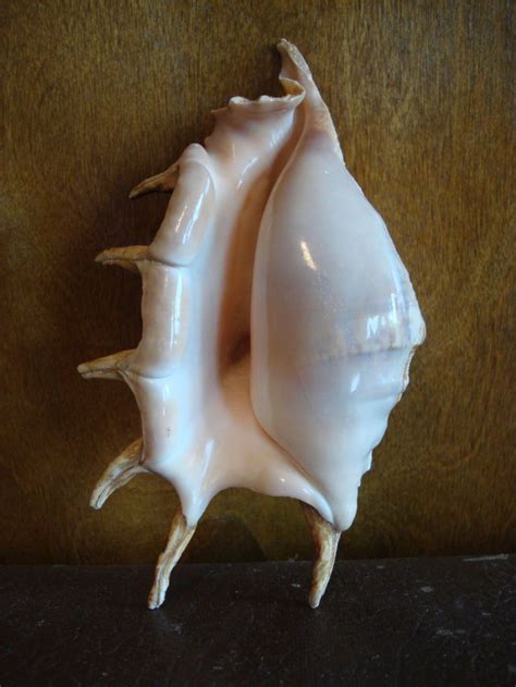 The female version of batwings. Antique clam shell, ruffled clam, vintage find in travel 1950s