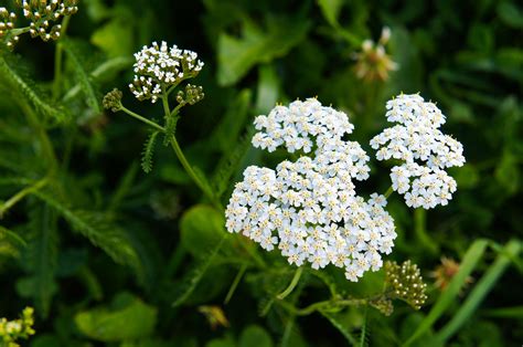 Every flower has a meaning, and can convey certain emotions, thoughts, or moods to the june birth flowers are the rose and the honeysuckle. Flowers That Bloom in June: Best Picks for Zone 5