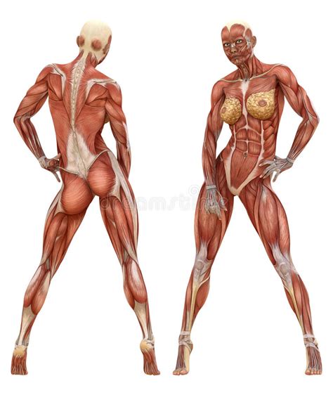 It contains four muscles that exert a force on the upper limb: Female Muscular System Anatomy Stock Photo - Illustration ...