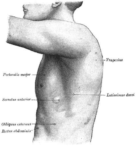 The chest can be split into two parts; Chest Anatomy - wikiRadiography