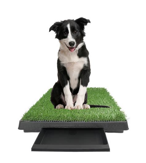 Your artificial grass pad will have a different smell than a. Large Potty Pad w/ Front Tray - Indoor Outdoor Doggie Pet ...