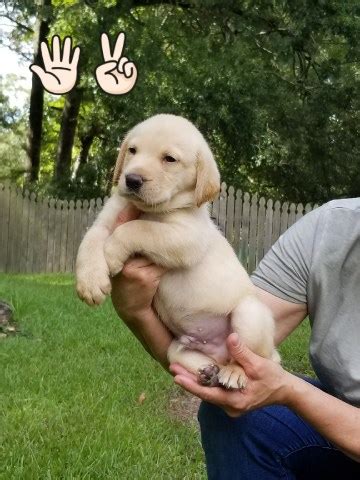 All of our labs are on site and have been dna certifiled. Labrador Retriever puppy dog for sale in Denham Springs, Louisiana