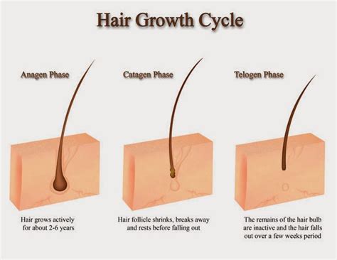 Meskipun tampaknya berlawanan dengan logika, memangkas rambut sambil. Merawat Rambut: Cara Tradisional Agar Rambut Cepat Panjang ...