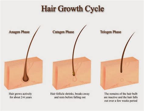 Fungsi utama protein dalam tubuh adalah sebagai zat pembentuk jaringan baru dan mempertahankan jaringan yang sudah ada agar tidak mudah rusak. Merawat Rambut: Cara Tradisional Agar Rambut Cepat Panjang ...