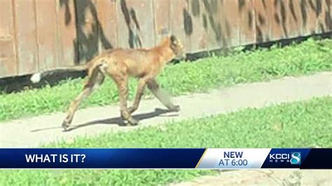 I'm so happy how its turned. Iowa DNR identifies creature roaming Windsor Heights