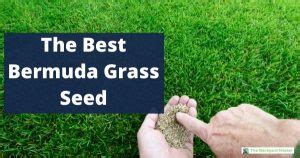 Then and now, it has gained a good reputation over the years because of the existence of new cultivars that are as dense and as useful as the hybrid type. The Best Bermuda Grass Seed: 2021 Reviews and ...