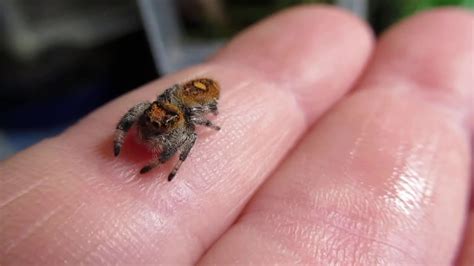 Maybe you would like to learn more about one of these? Nermal the female regal jumping spider - YouTube