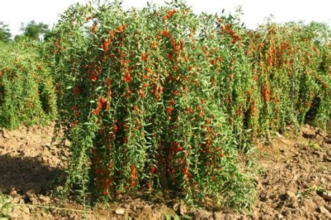 Godži bobice su plod višegodišnje drvenaste biljke (lvcium barbarum) koja potiče s visoravni goji bobice se danas mogu kupiti u svim prodavnicama zdrave hrane, ako nisu izložene samo pitajte. Goji Berry, Godži bobice, 0,25g (oko 150+ semenki ...