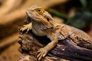 In fact, they are not capable of making the loud chirping sound that is often they'll nibble on the food in your pet's dish, the plants in your garden, insects in your walls as pests go, camel crickets aren't too much of a big deal. What Do Bearded Dragons Eat in the Wild and as Pets? | Pet ...