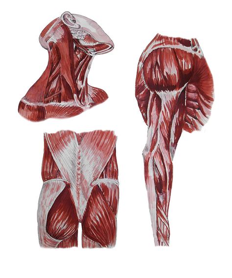 But rest assured, with hard work, intelligent training, and consistency, everyone can dramatically improve the size and shape of their glutes. Gluteus Maximus Anatomy - Anatomy Diagram Book