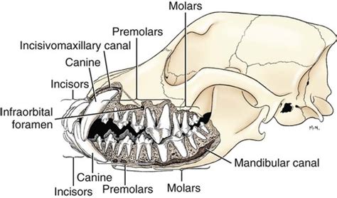 Vet dental charts are based in the cloud. The Digestive Apparatus and Abdomen | Veterian Key