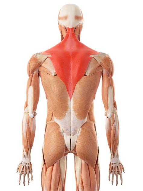 Broken shoulder blades are often caused by heavy forces that might also include severe injuries to the chest, lungs, and internal organs. Muscle and ligament pain in the lower back