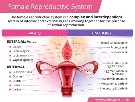 The cervix, which is the lower part that opens into the vagina, and the. Female Reproductive System: Parts & Functions | SheCares