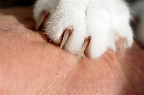 Here you may to know how to clip your cats claws. How To Trim Cat Claws: Trimming Cat Claws Safely - Cathour