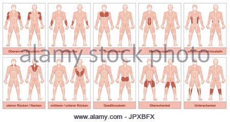 Today we'll be looking at the 10 largest muscles in the body and ranking them according to their average muscle mass. Muscle chart with most important muscles of the human body - colored Stock Photo, Royalty Free ...