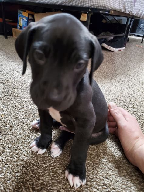 It is thought that the breed was created to the extent is today by crossing the mastiffs of south germany with the great danes of north germany. Great Dane Puppies For Sale | Clinton Township, MI #321528