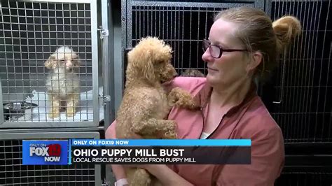 So many animals in arlingotn need a loving home. 8 Photos Toy Poodle Rescue Ohio And Review - Alqu Blog