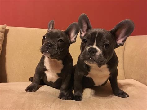 Here you can see pictures of our available puppies. French Bulldog Puppies For Sale | Austin, TX #180215